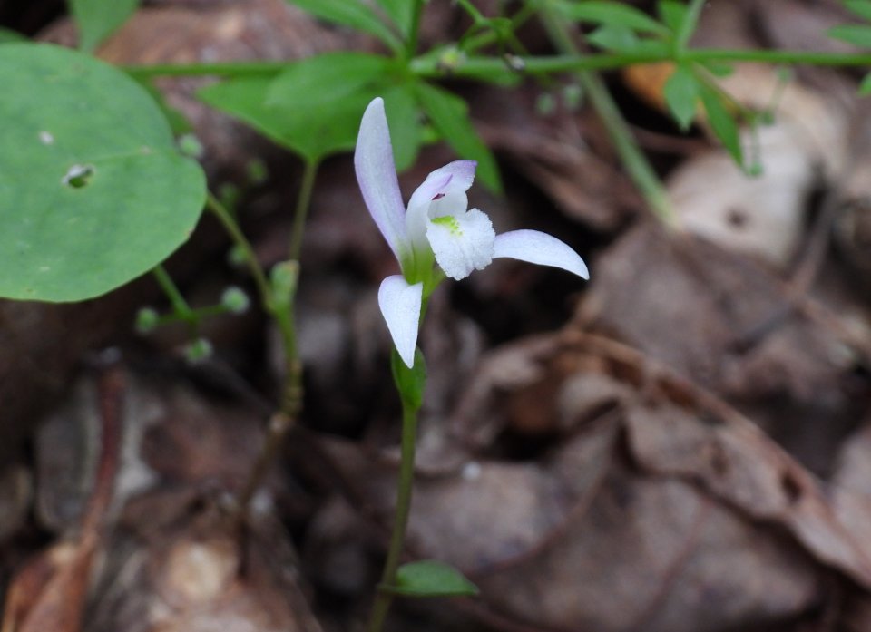dscn5768.jpg
