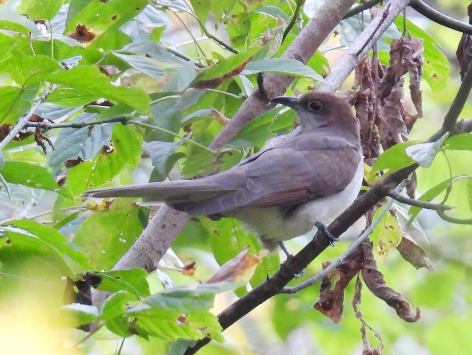dscn7975.jpg