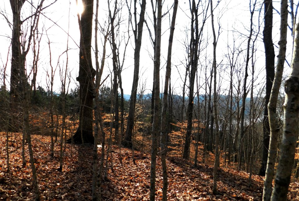 dscn0603.jpg