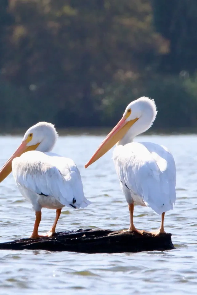 Two pelicans standing on a log in the water.