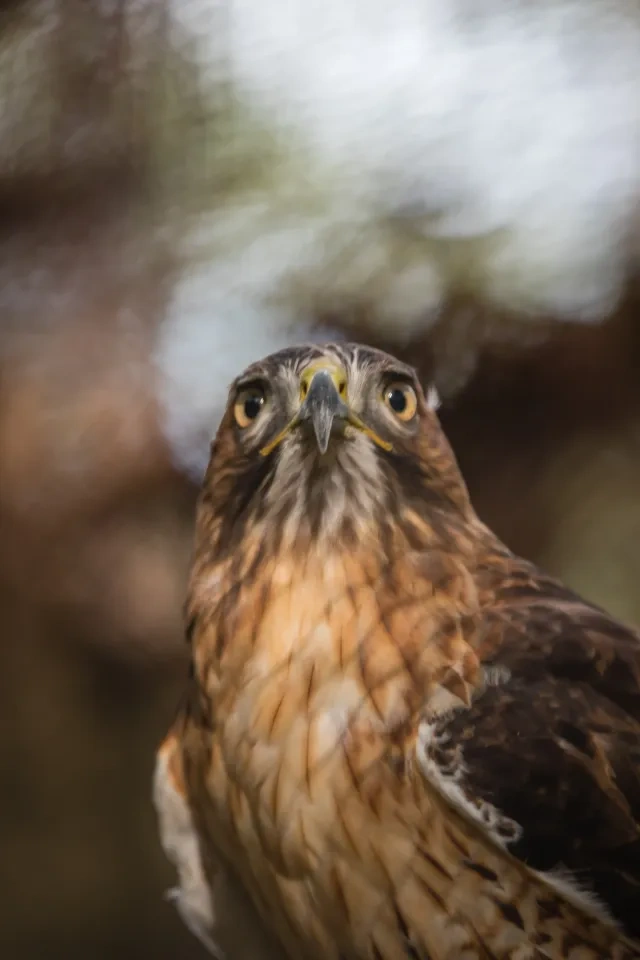 Close-up of a hawk with sharp eyes and mottled brown feathers.