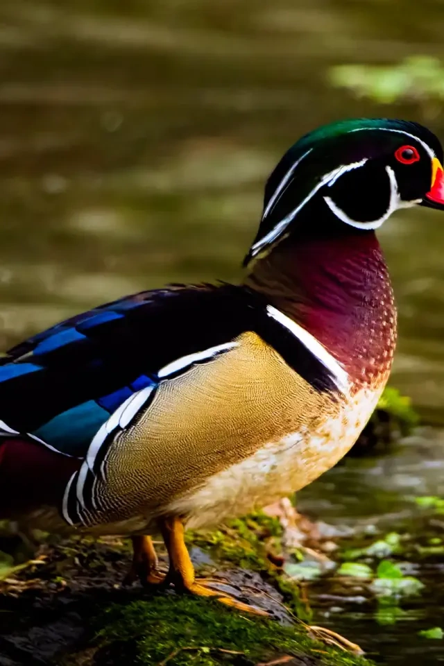 Colorful wood duck standing on a mossy log in a pond.