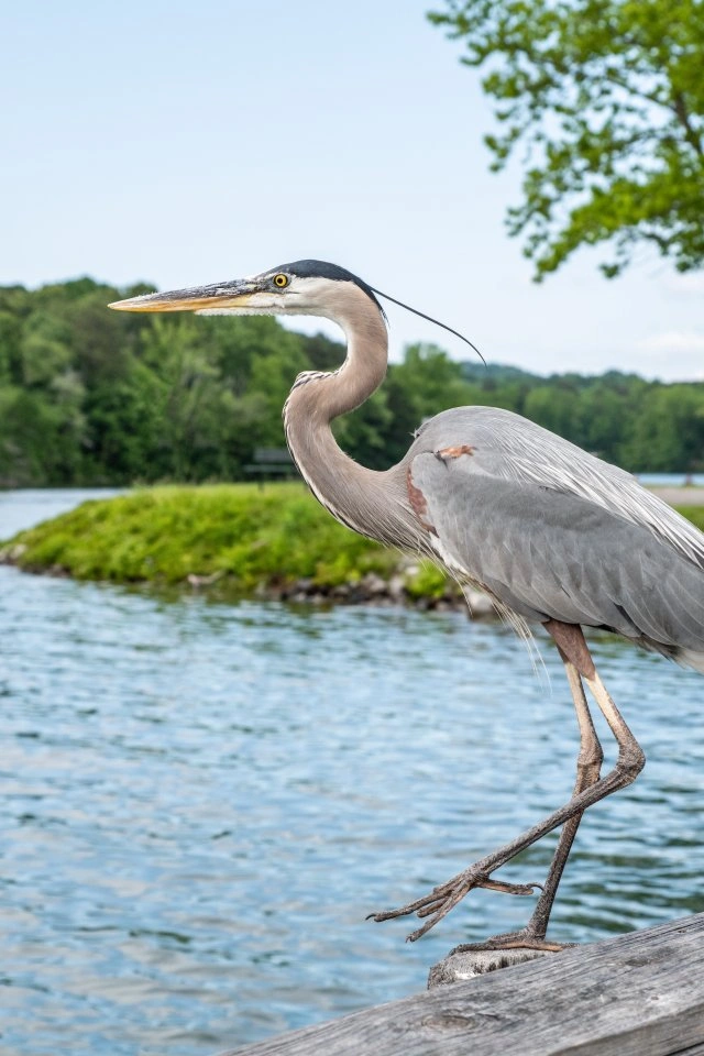 A pelican near the water at Booker T. Washington State Park.