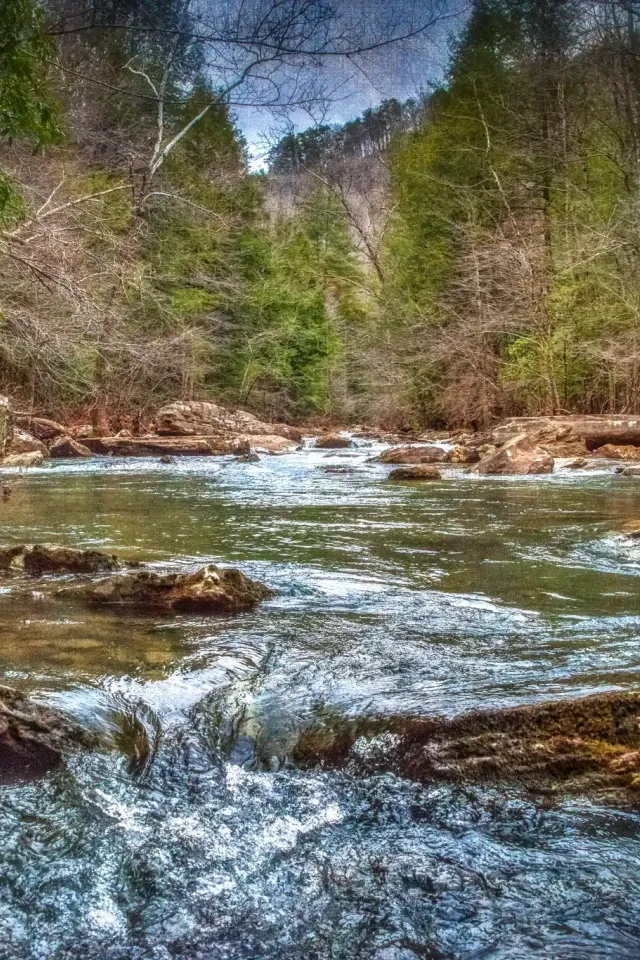 Stream flowing through a lush forest with rocks and trees.