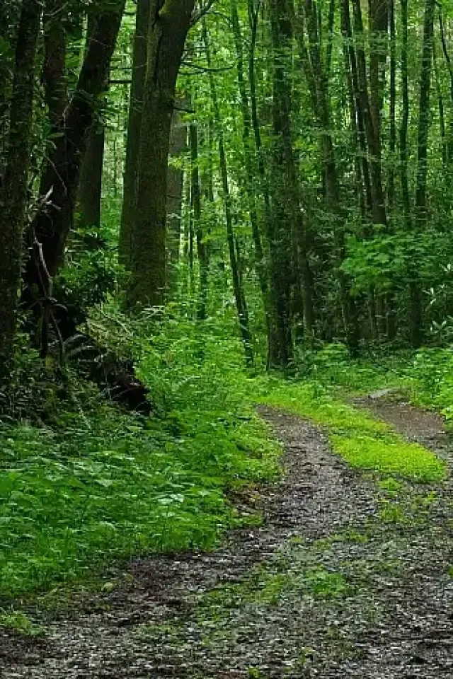 Forest path surrounded by lush green trees and plants.