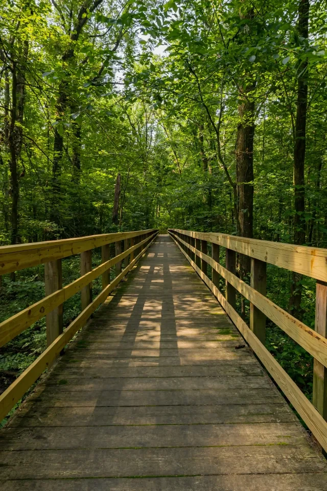 Wooden boardwalk through lush green forest.
