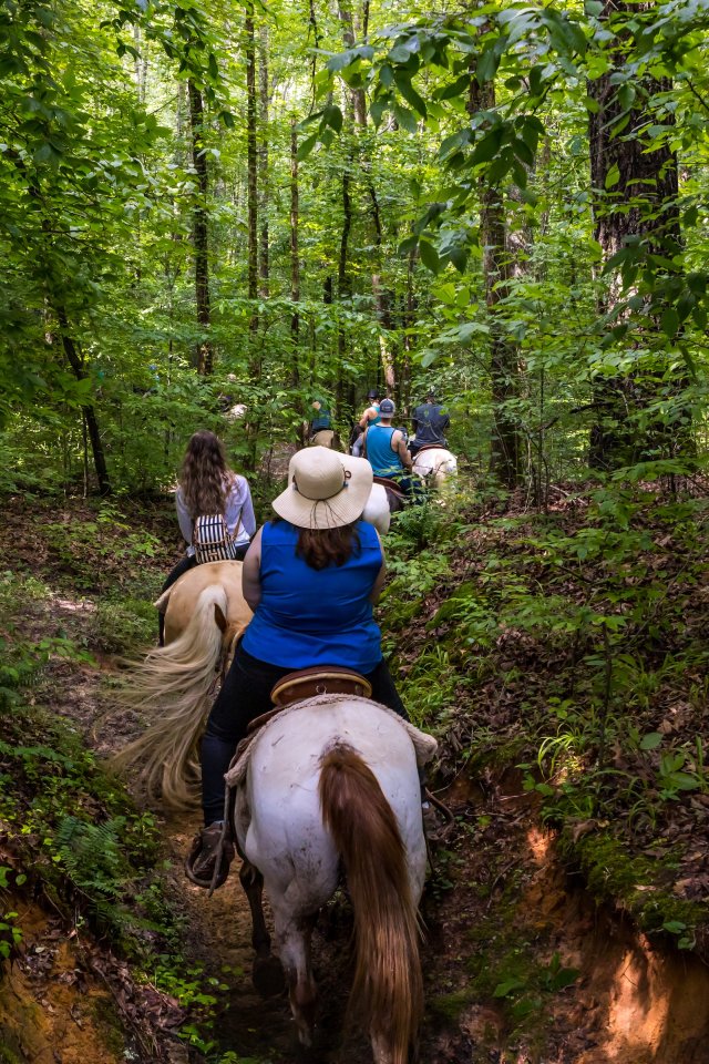 A group of horseback riders navigate a lush forest trail. The scene captures a sense of adventure and tranquility, surrounded by dense green foliage.