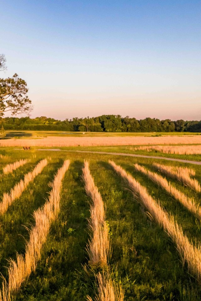 field with yellow plants grown in rows and a singular tree