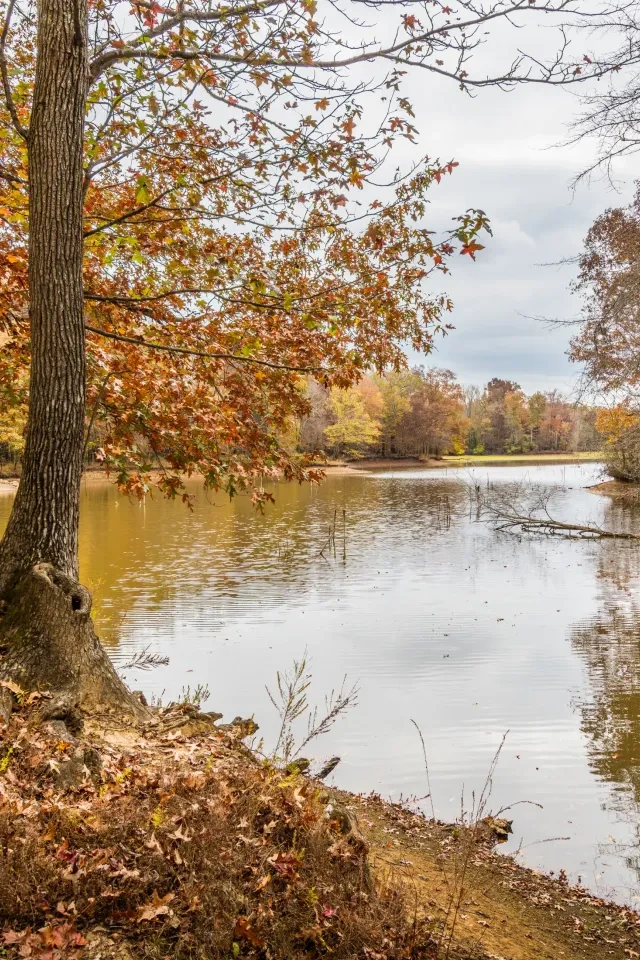 Autumn trees by a calm lake with fallen leaves and a cloudy sky.