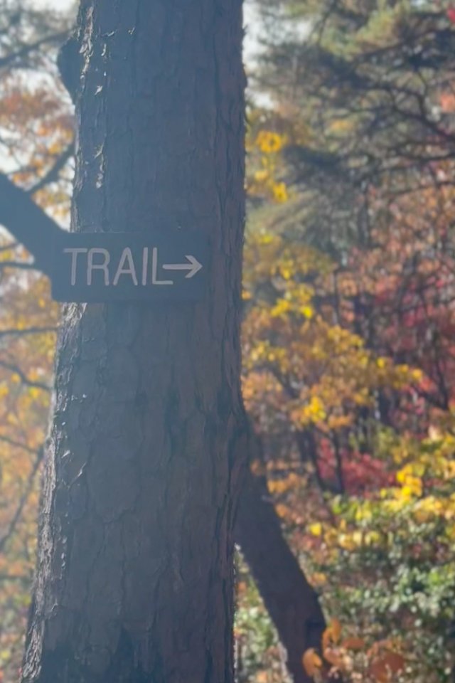 wooden sign on a tree that says trail and has a arrow point to the right surrounded by other trees