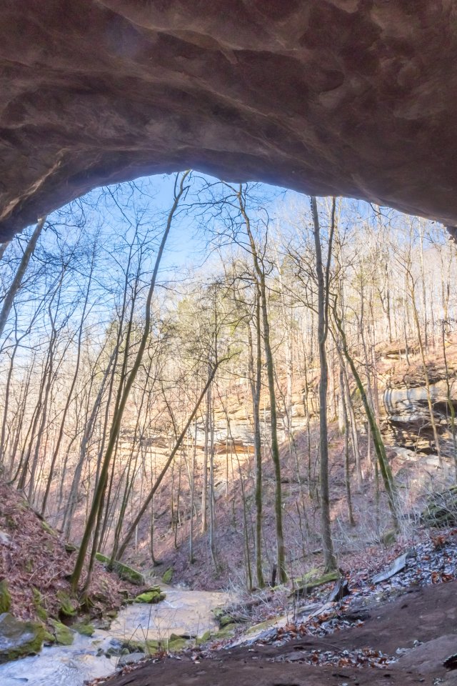 View from inside a rocky cave opening, overlooking a serene forest with bare trees under a clear blue sky. The scene feels peaceful and natural.
