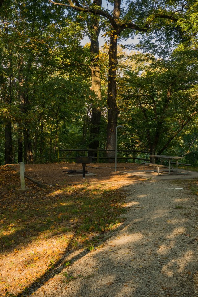 Sunlit forest trail surrounded by lush green trees; dappled sunlight casts shadows on the path. Tranquil and inviting atmosphere.