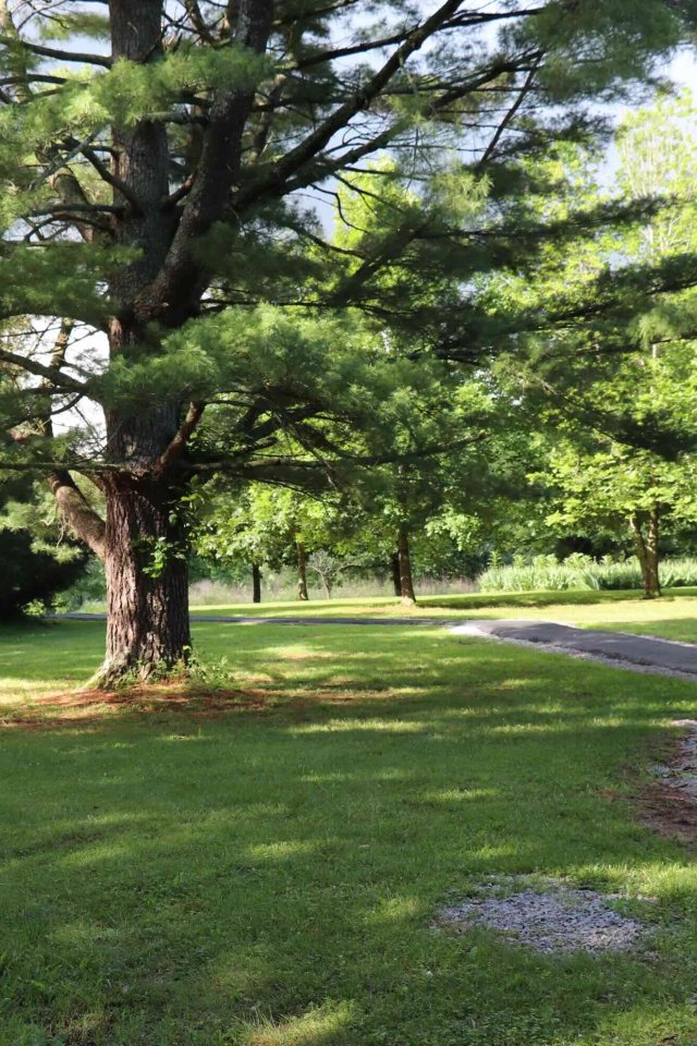 paved trail curving through the grassy area with a large tree stinging in the middle
