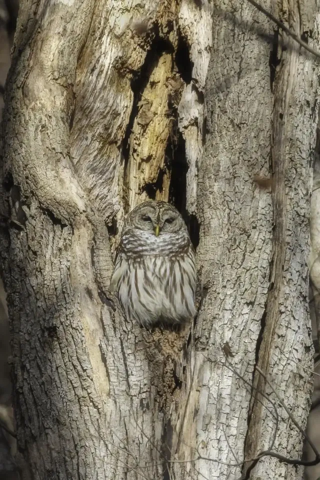 Owl camouflaged in a tree trunk.