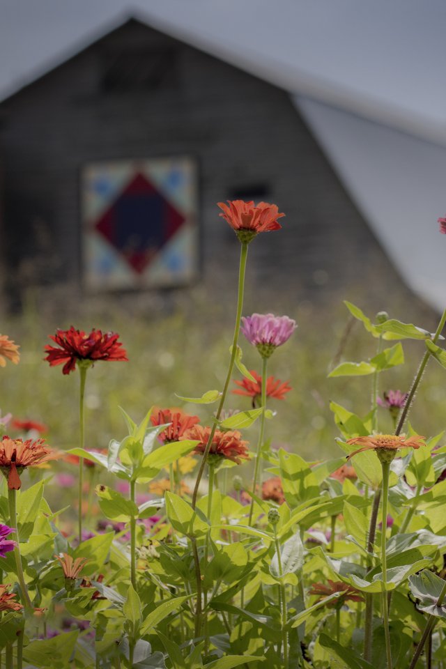 Vibrant red, orange, and pink flowers bloom in a field. In the background, there's a barn with a colorful quilt pattern, under a cloudy sky.