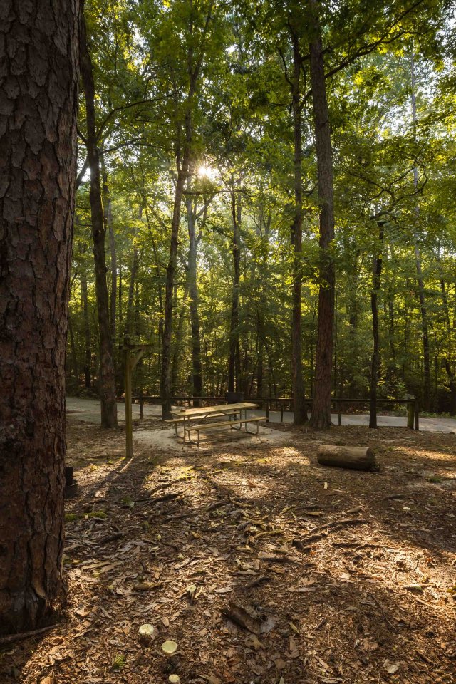 Sunlight filtering through dense trees in a serene forest.