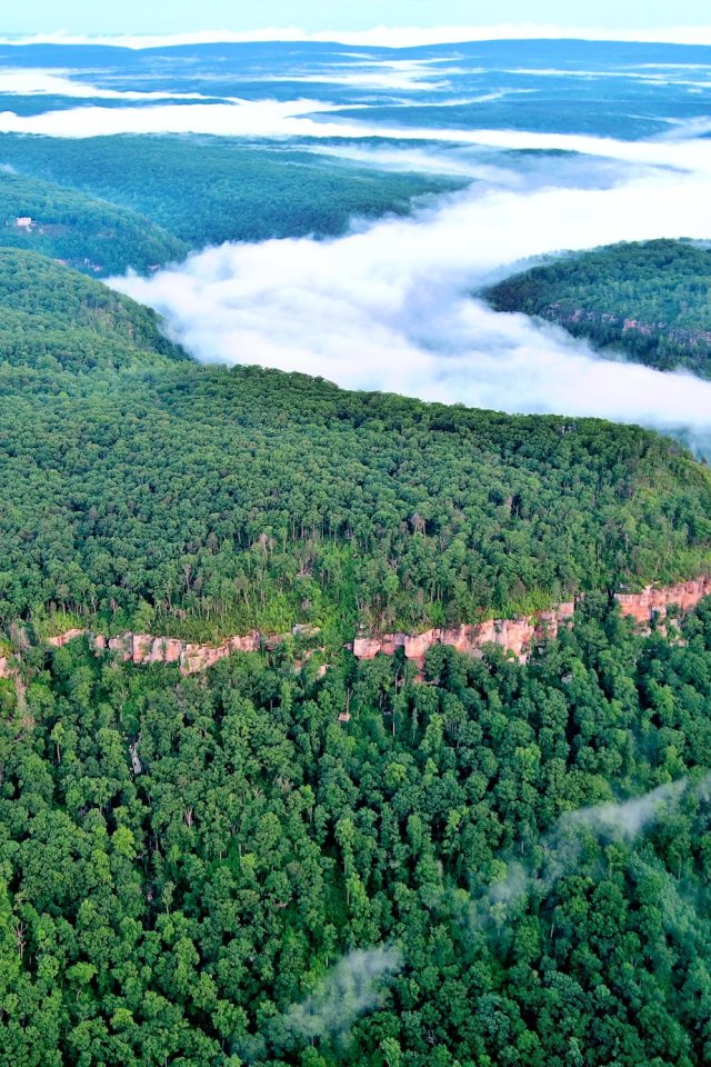 Arial view of a forest taken above the clouds