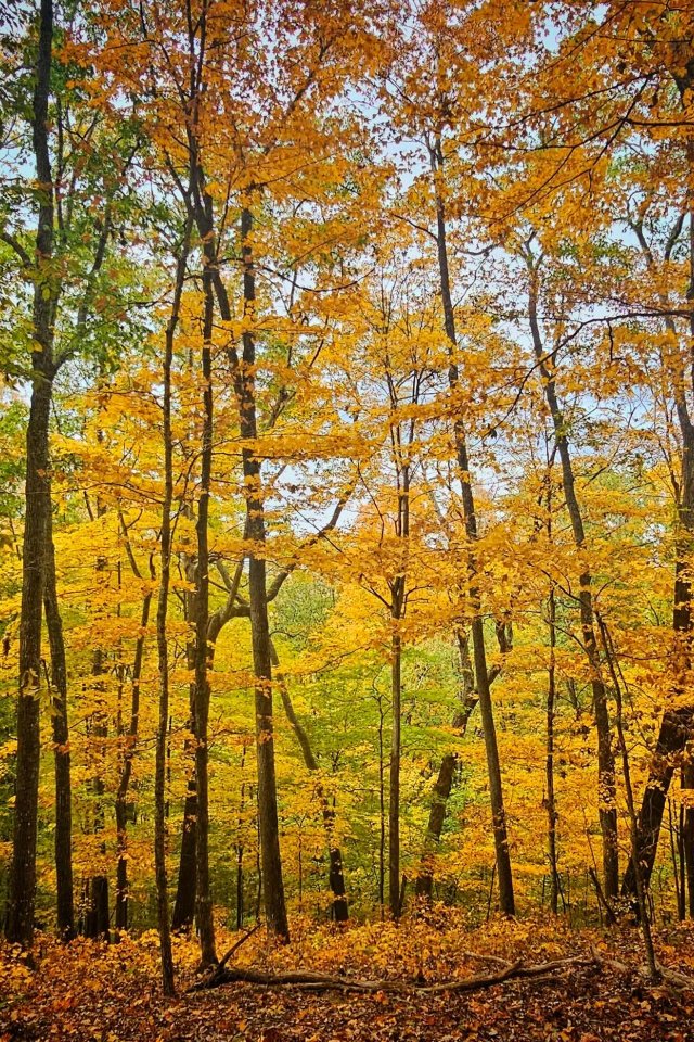 Autumn forest with golden yellow leaves and dark tree trunks.