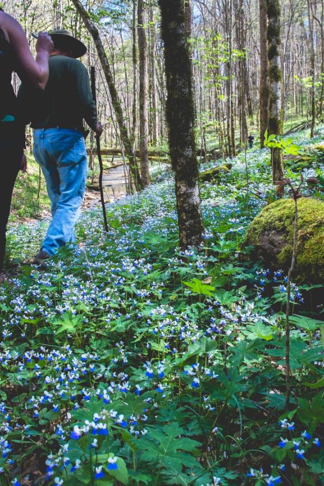 Two people hiking on a forest trail with blooming blue flowers.