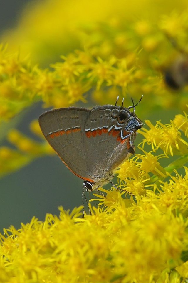 Gray butterfly on bright yellow flowers with a bee flying nearby.