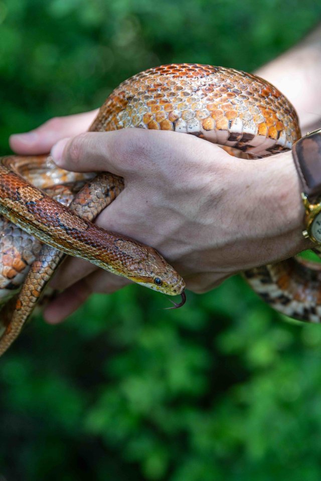 Hand holding a coiled orange and brown snake outdoors.