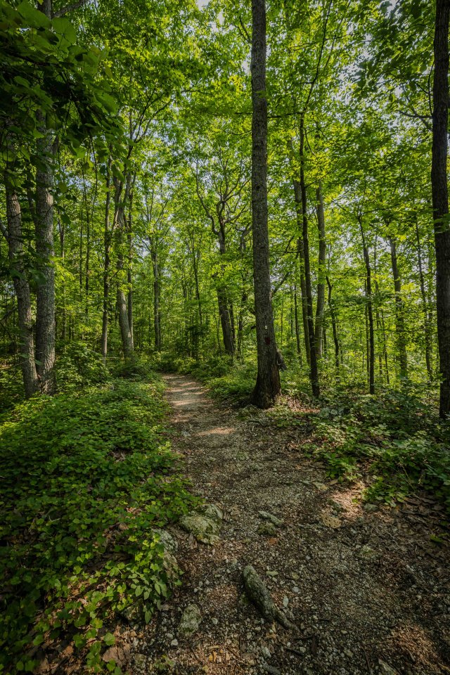 Forest trail winding through lush green trees on a sunny day.