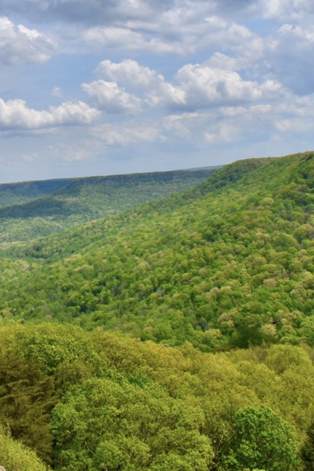 Savage Gulf