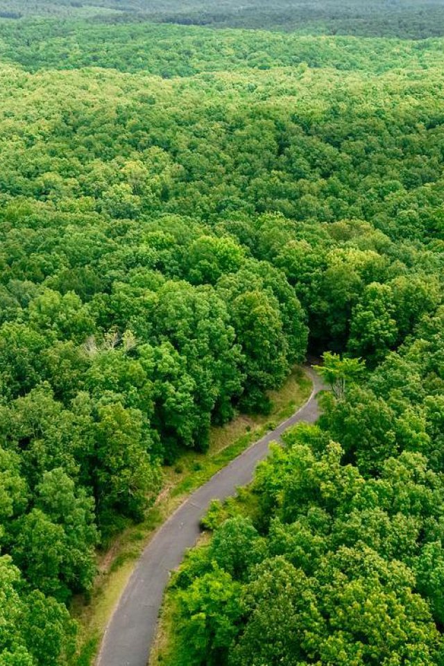 A drone shot of Devil's Backbone, showing a small road leading into a dense forrest