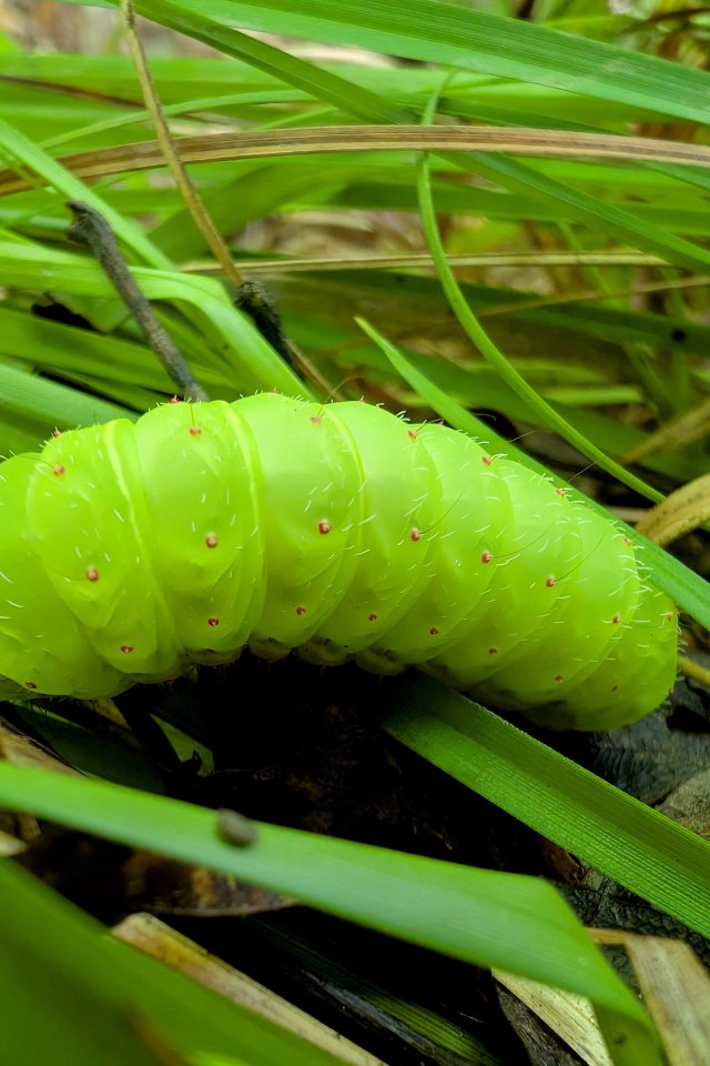 A green caterpillar on a layer of grass. 