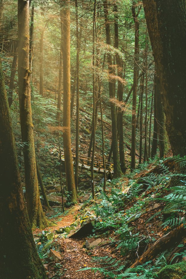 Sunlit forest trail with a wooden footbridge and lush greenery.