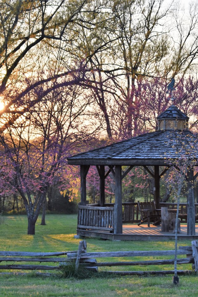 Gazebo in a park at sunset with blooming trees and wooden fence.
