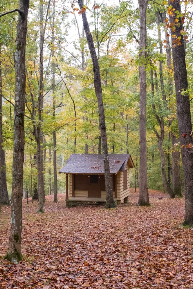 Small cabin in a forest with autumn leaves on the ground.