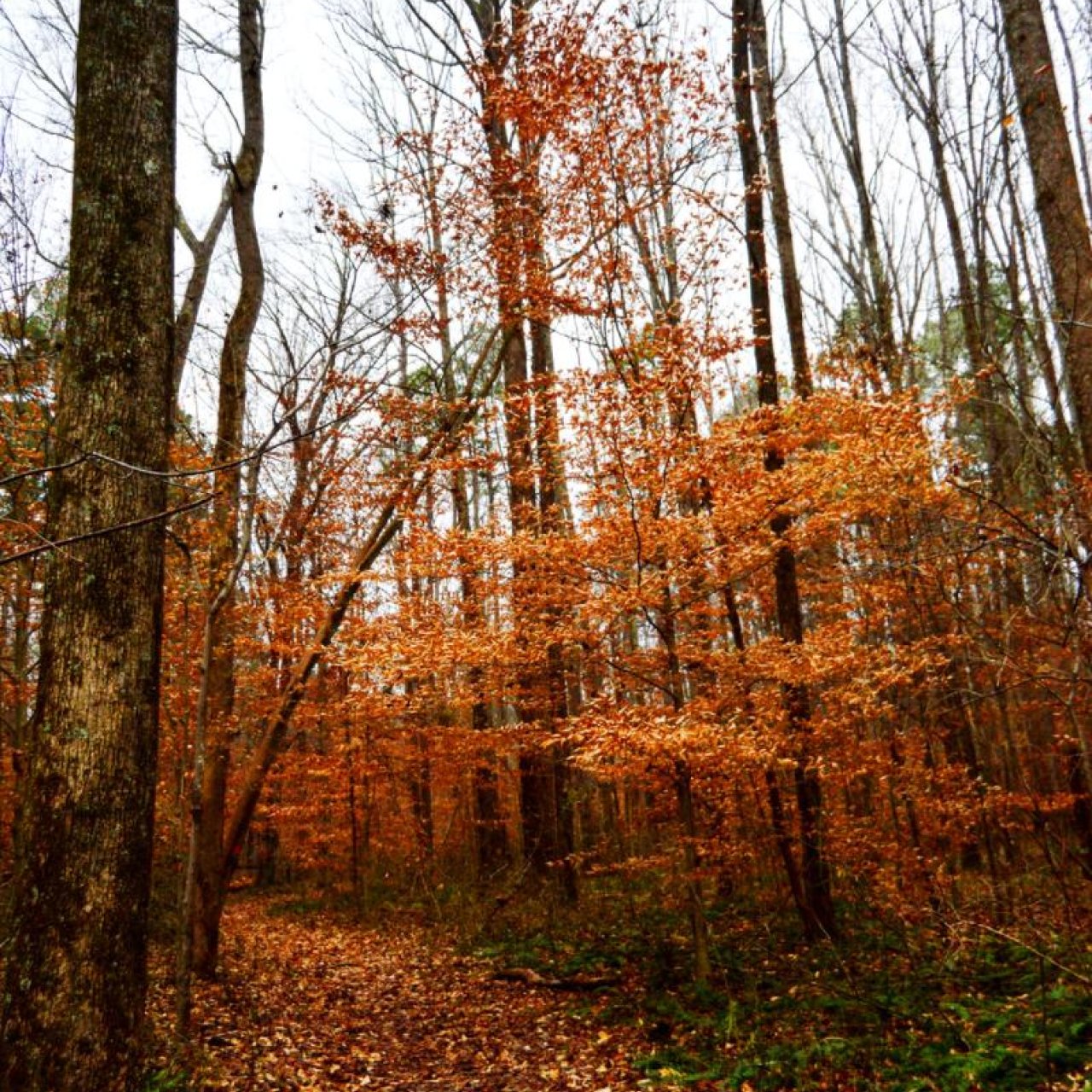 Pathway through a dense autumn forest with tall trees and vibrant orange leaves, covering the ground. The scene feels tranquil and slightly overcast.