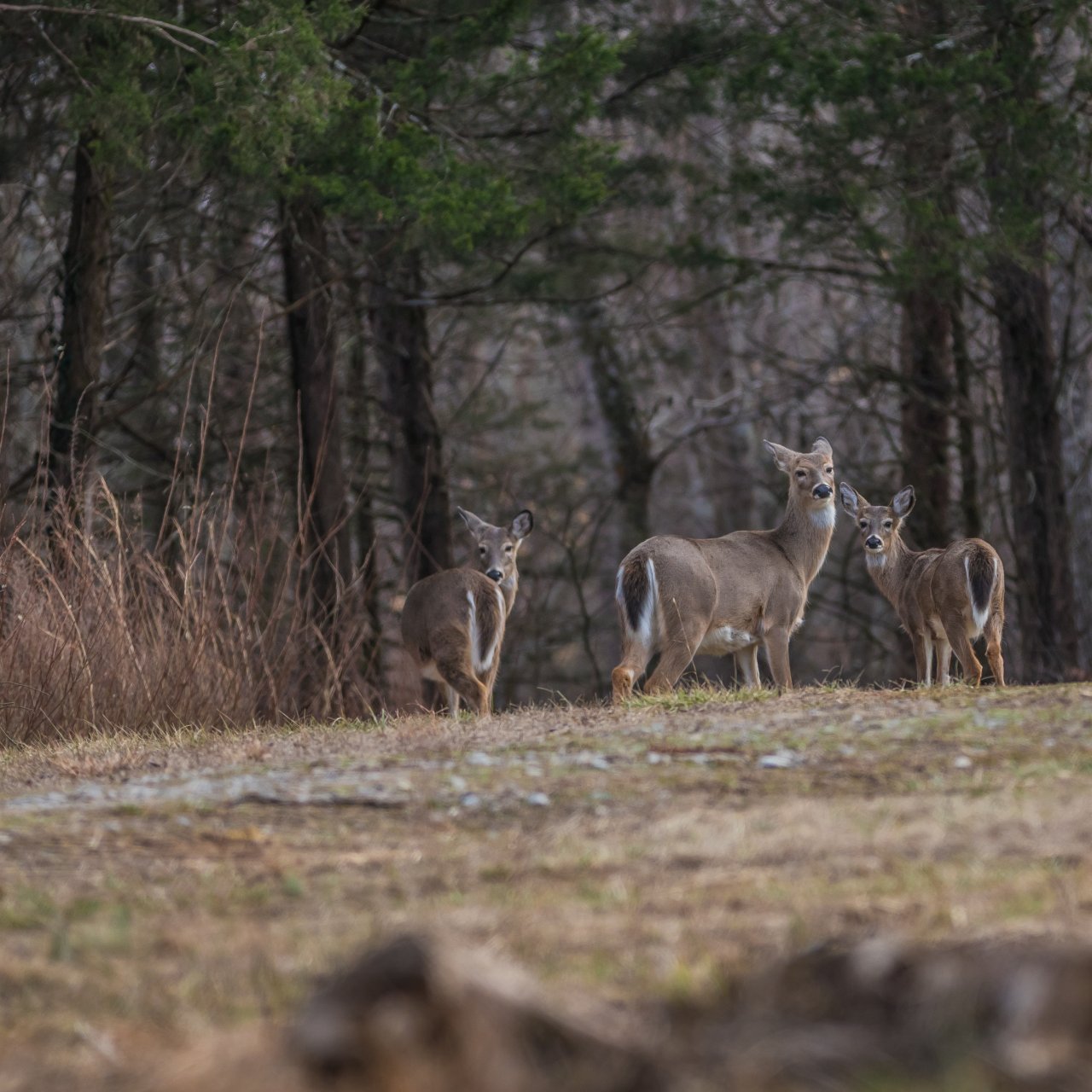 Three deer stand in a wooded area, surrounded by bare trees. They look alert in a serene forest setting, conveying a sense of calm and wilderness.