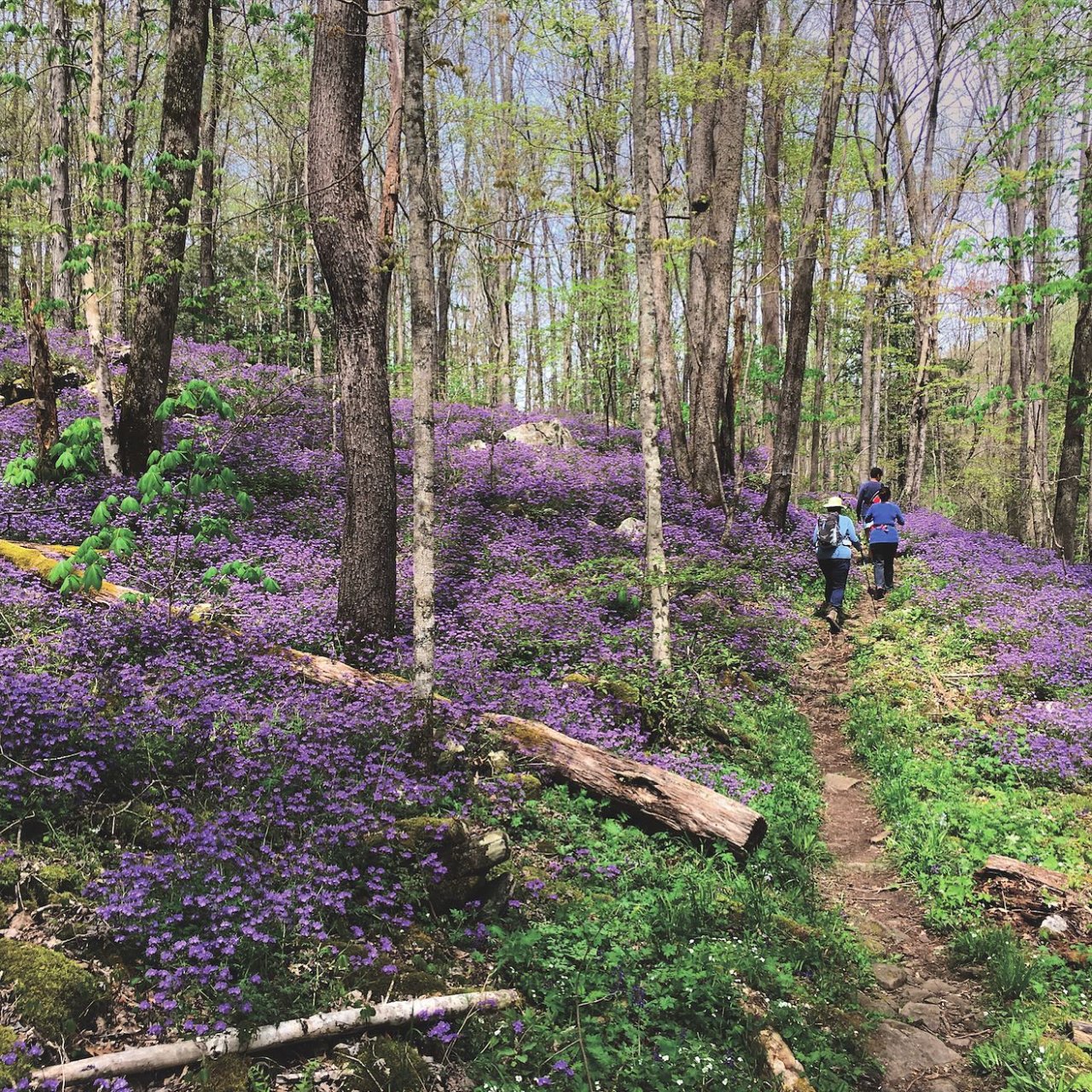 A serene forest scene with hikers on a narrow path surrounded by vibrant purple wildflowers. The tall trees filter sunlight, creating a peaceful ambiance.