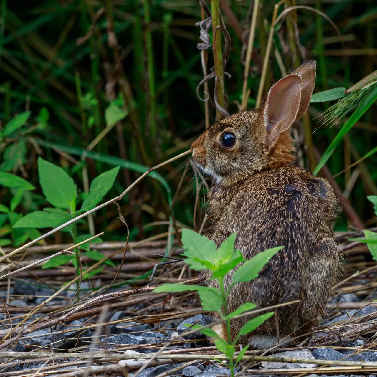 A small brown rabbit sits among green foliage and dry twigs, looking to the left. The scene conveys a calm, natural forest setting.