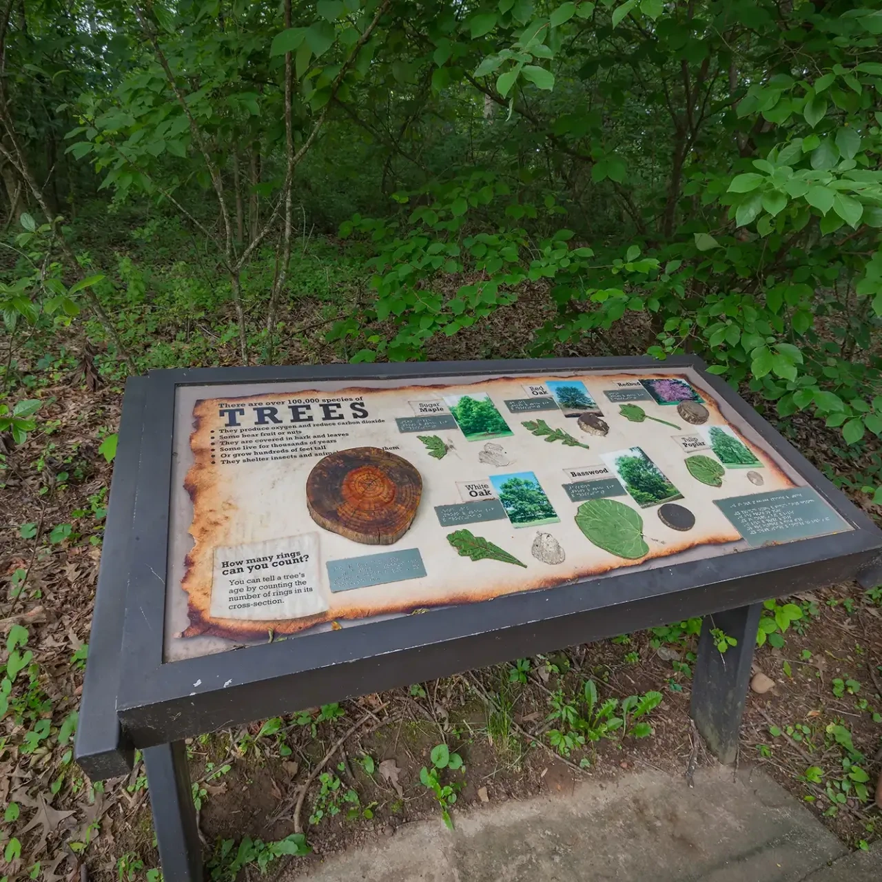 Informational sign on trees in a lush forest setting. The sign features images and descriptions of different leaves. The scene is calm and educational.