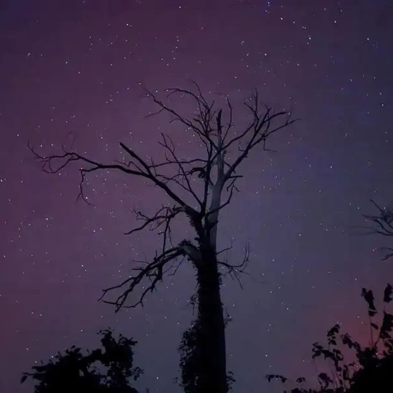 Silhouette of bare tree against starry night sky.