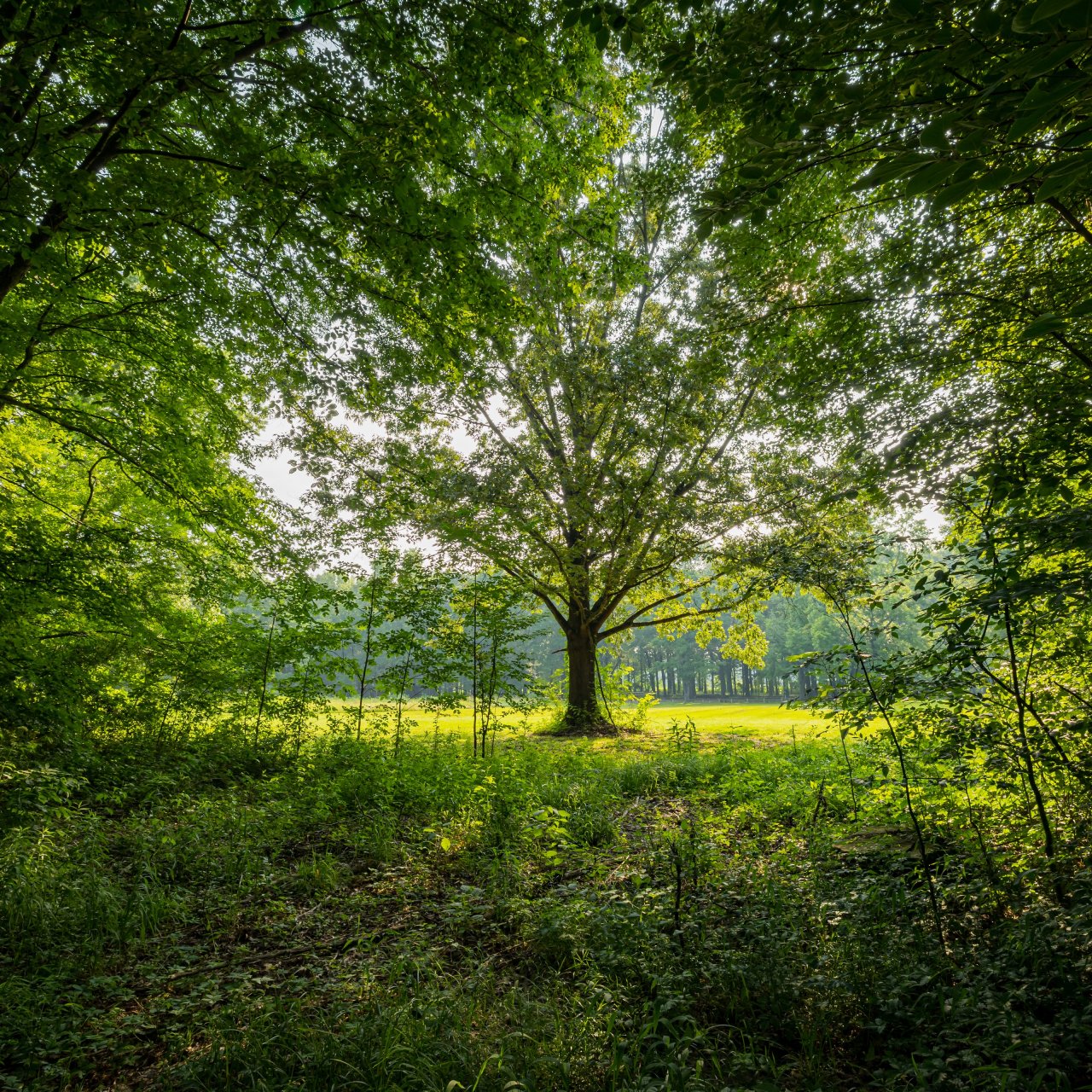 A large tree stands in a sunlit meadow, framed by lush green foliage. Sunlight filters through the leaves, creating a serene, inviting atmosphere.