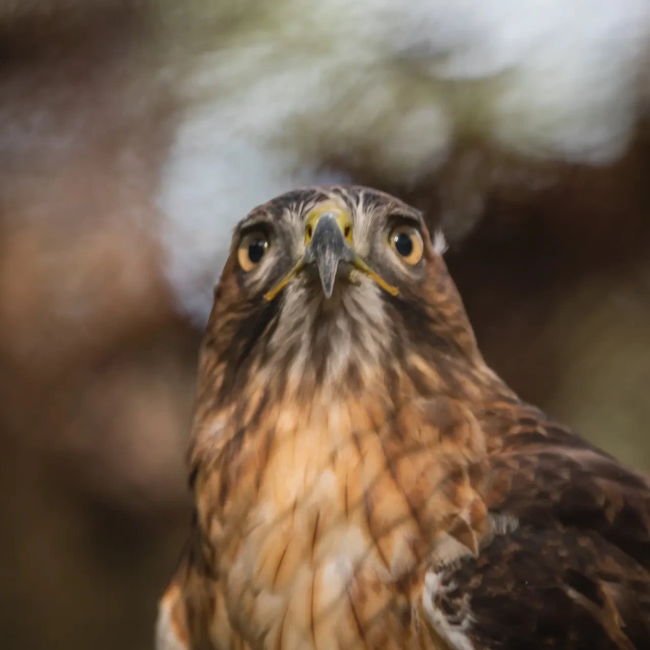 Close-up of a hawk with sharp eyes and mottled brown feathers.
