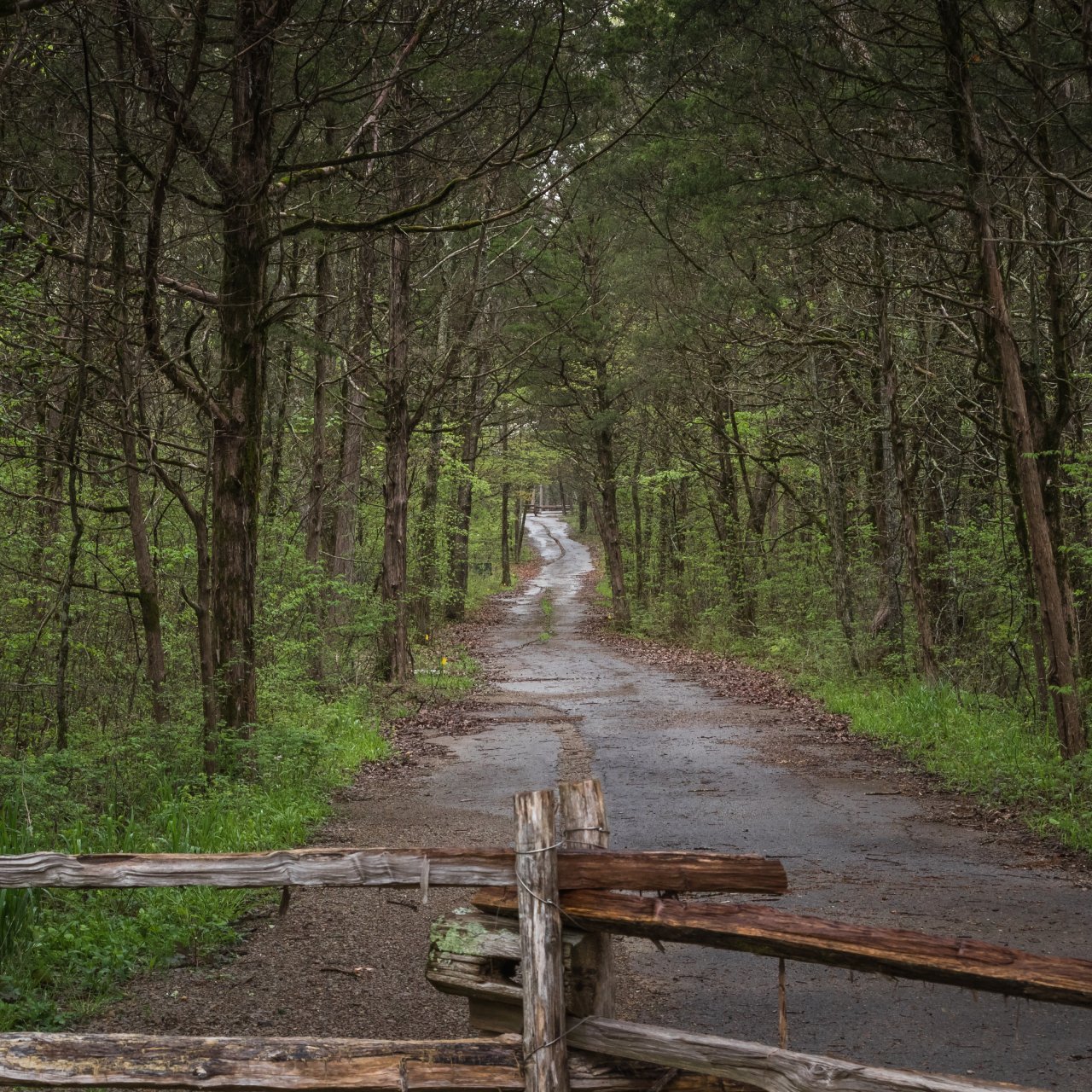 Narrow forest path lined with tall trees and a rustic wooden fence.