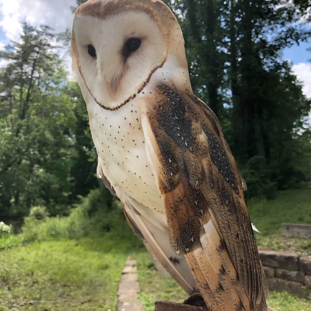 A barn owl with a heart-shaped white face and mottled brown and tan wings perches outdoors on a gloved hand, with a lush green forest in the background.