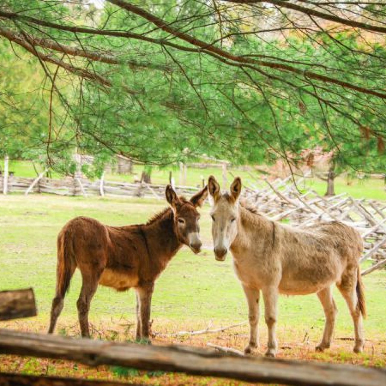 Two donkeys standing in a grassy field with wooden fences and trees in the background.