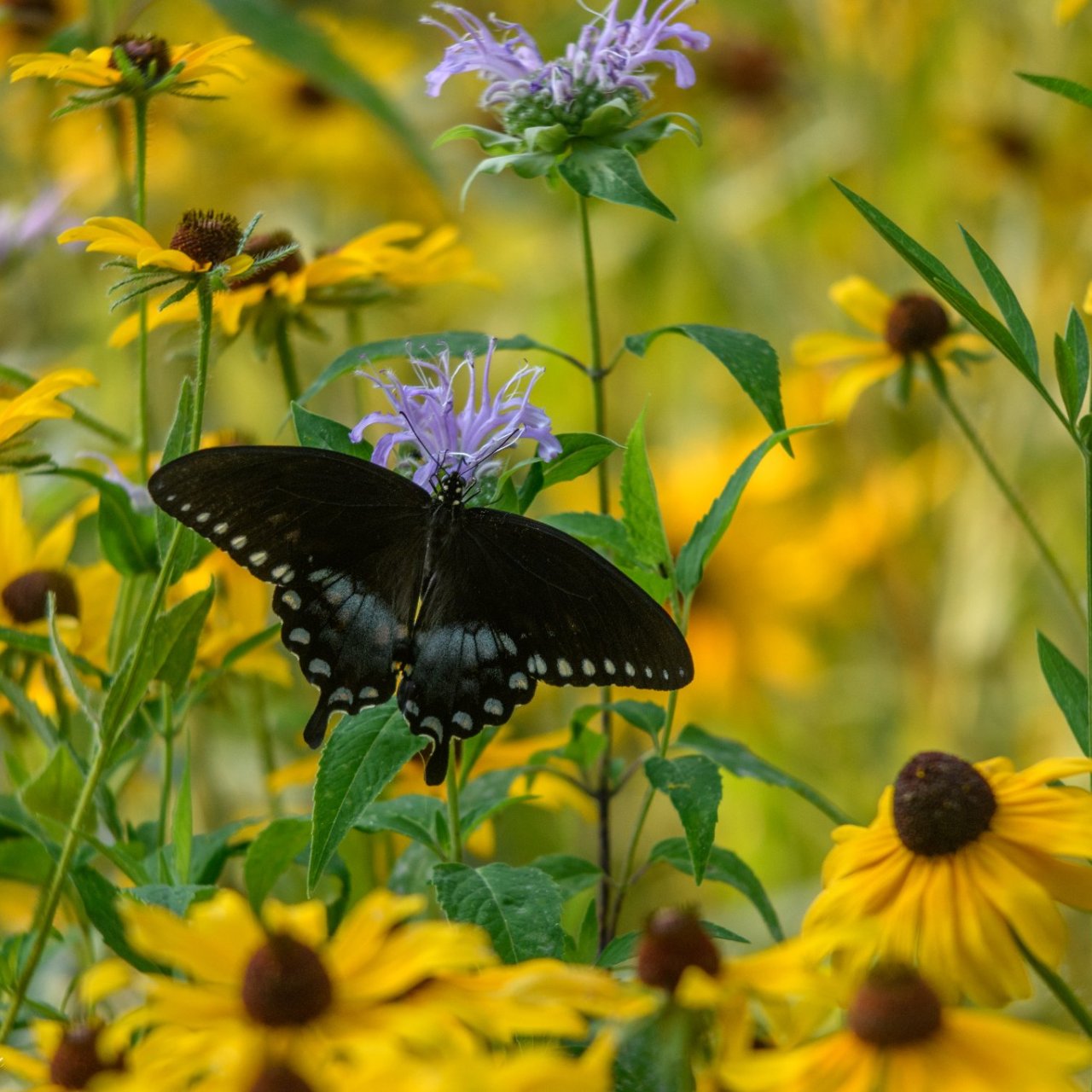 black butterfly landed on a purple wildflower field
