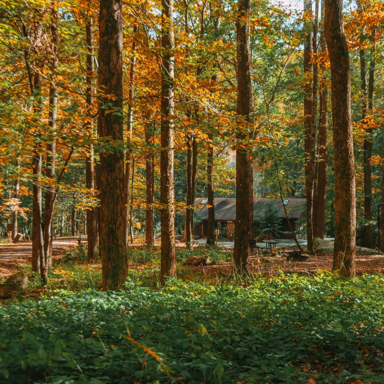 A cozy cabin nestled among tall trees with vibrant autumn leaves in a sunlit forest, evoking a serene and tranquil atmosphere.