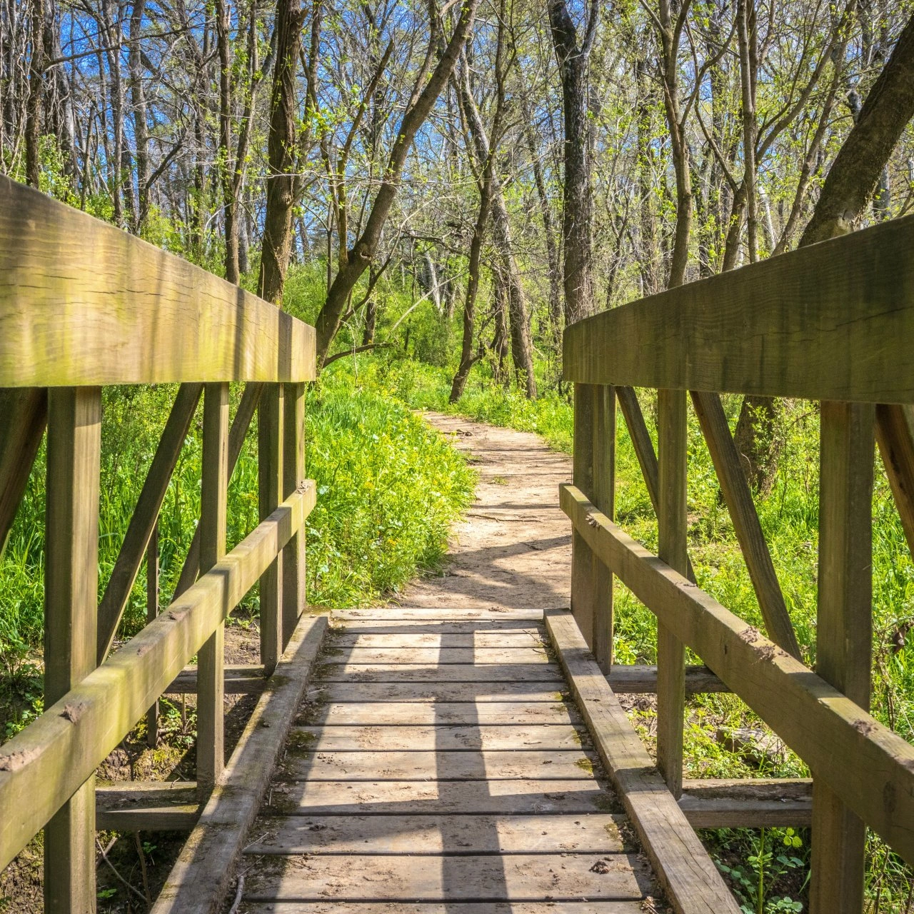 A wooden footbridge leading to a dirt trail surrounded by bright green vegetation and leafless trees under a clear blue sky.