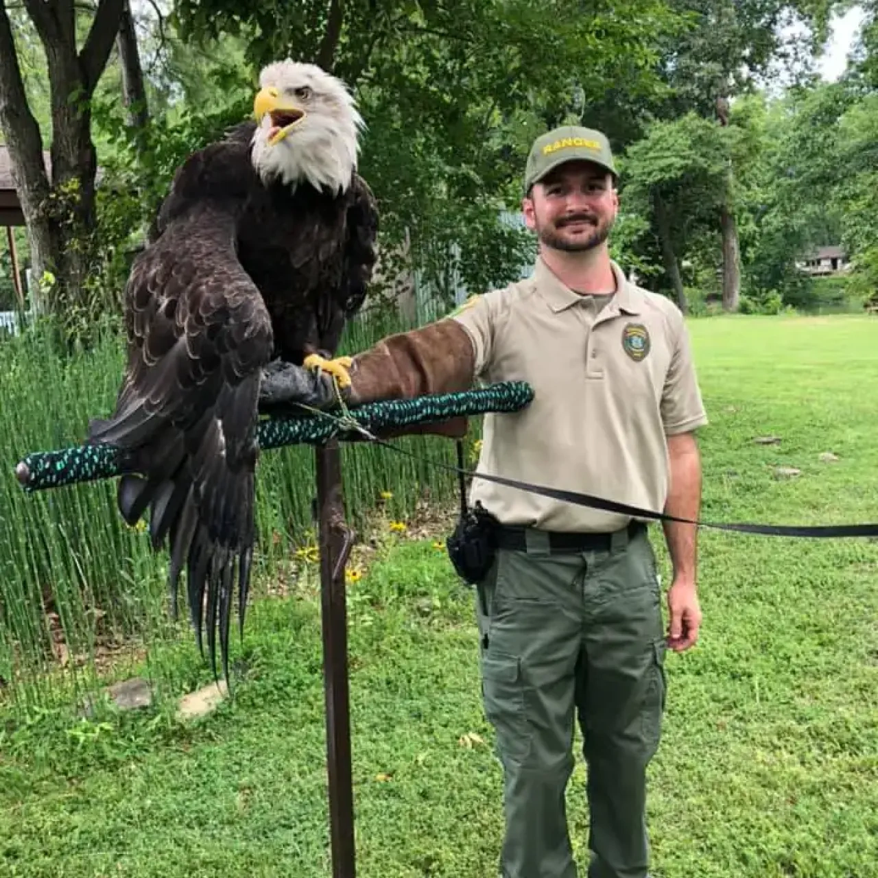 Ranger with an eagle perched on a stand in a grassy park.