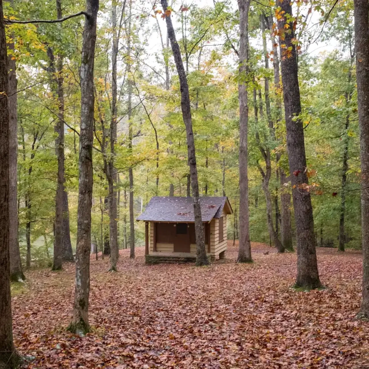 Cabin in a forest with fallen autumn leaves scattered on the ground.