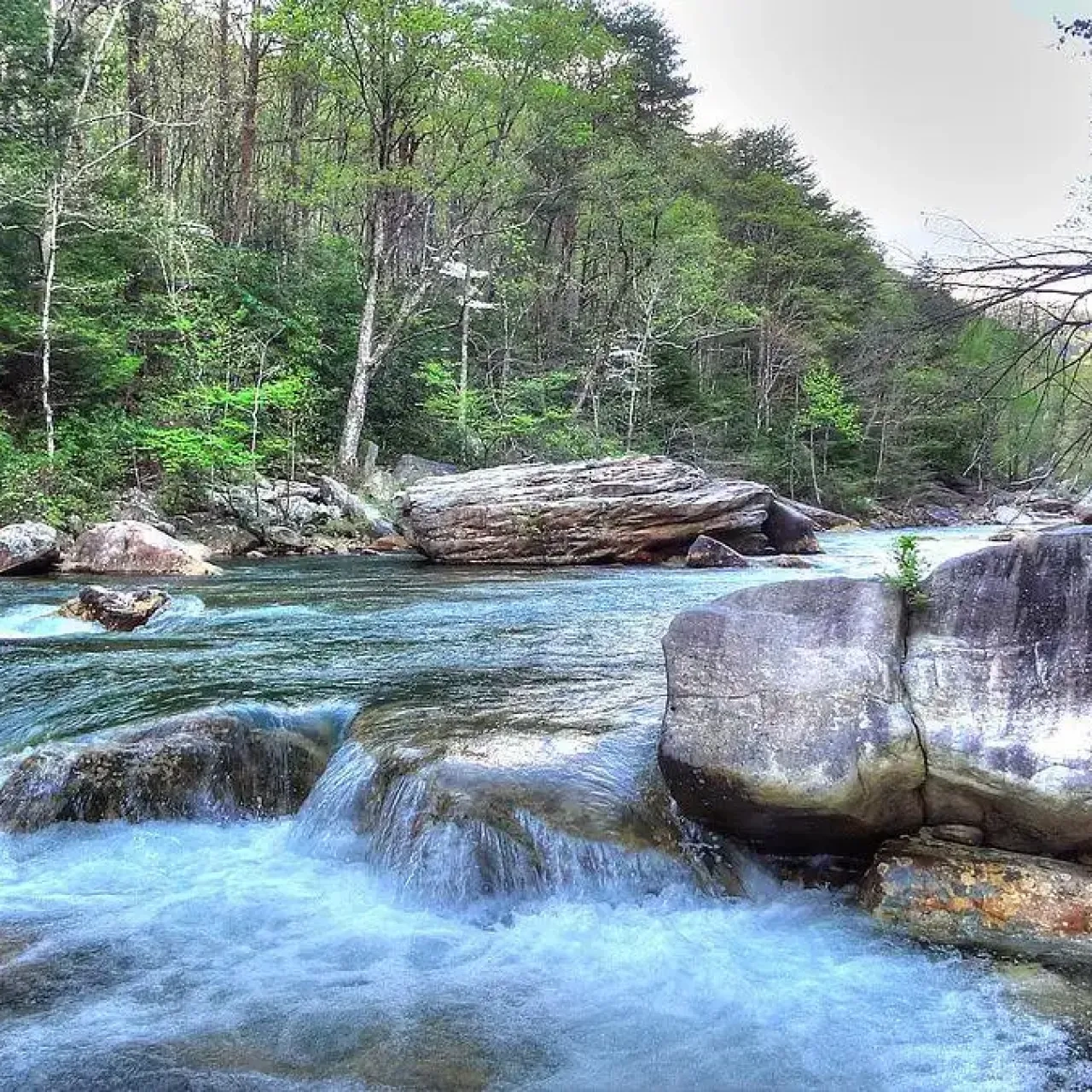 Flowing river with large rocks surrounded by dense green forest.