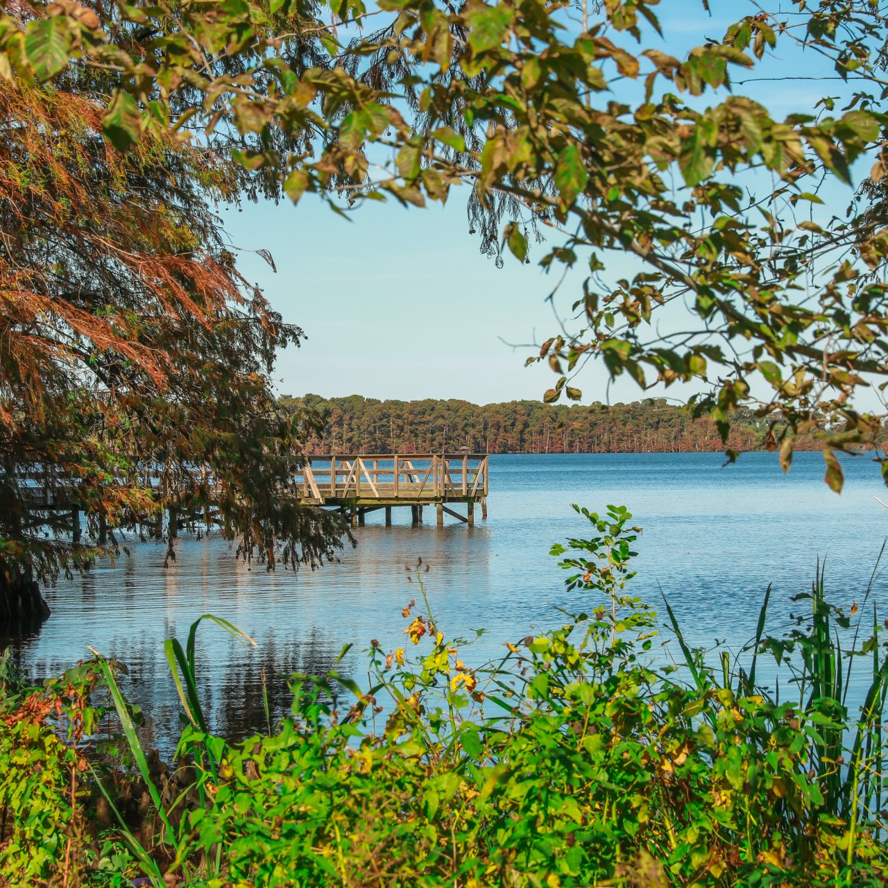 Tranquil lake scene with a wooden dock in the distance, surrounded by lush green foliage and trees under a clear blue sky, conveying serenity.